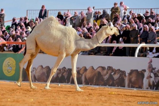 أول تعليق من لاعب التنس العالمي “نادال” على دعوته لبطولة الملك سلمان للتنس