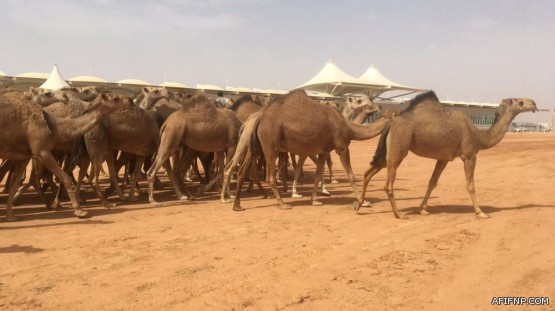 القصبي لـ”مراقبي التجارة”: اضربوا بيدٍ من حديد المتورطين بالغش التجاري