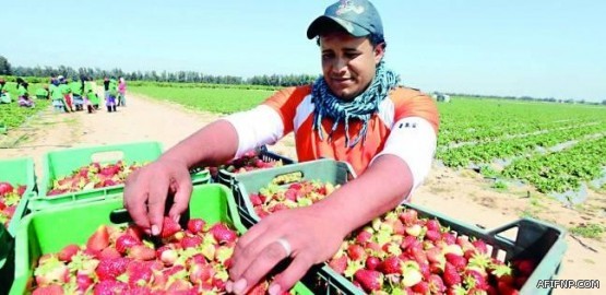 “النقل”: حقوق الكباتن العاملين في شركات توجيه المركبات مضمونة.. وتوطين القطاع مسؤولية “العمل”