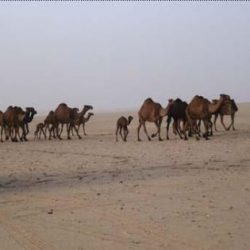 مكتبة الملك عبدالعزيز تبدأ استقبال الزوار لمعرض صور الملك عبدالله