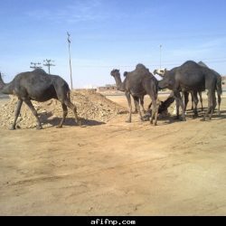 زيارة نادي عفيف لعضو المجلس البلدية الاستاذ : خالد جزاء